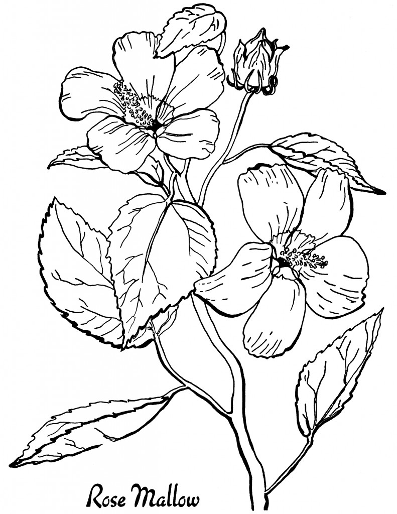 coloring sheets for adults printable