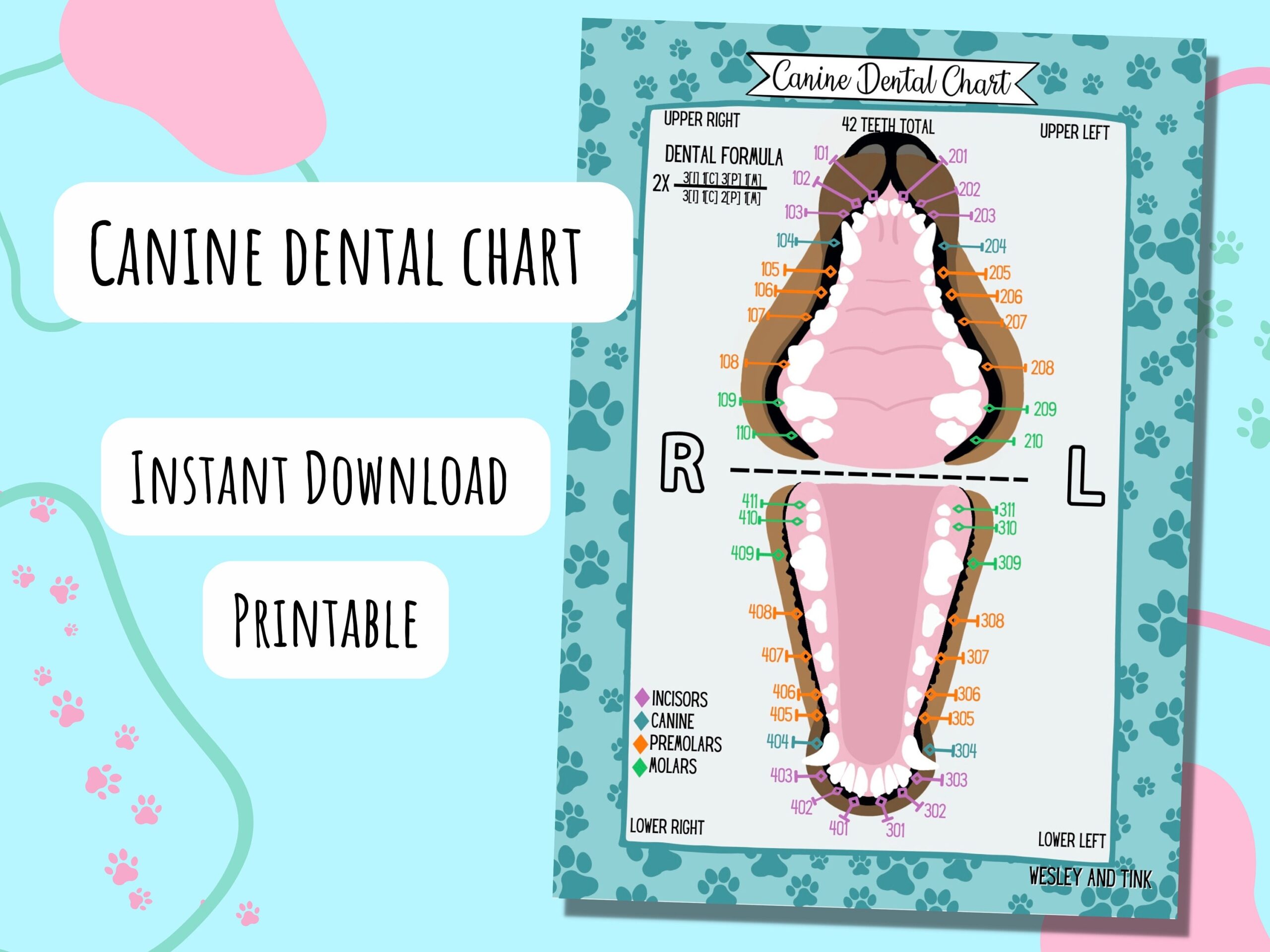 Canine Dental Chart DIGITAL DOWNLOAD Printable Poster Reference Card Study Vet Veterinary Etsy UK