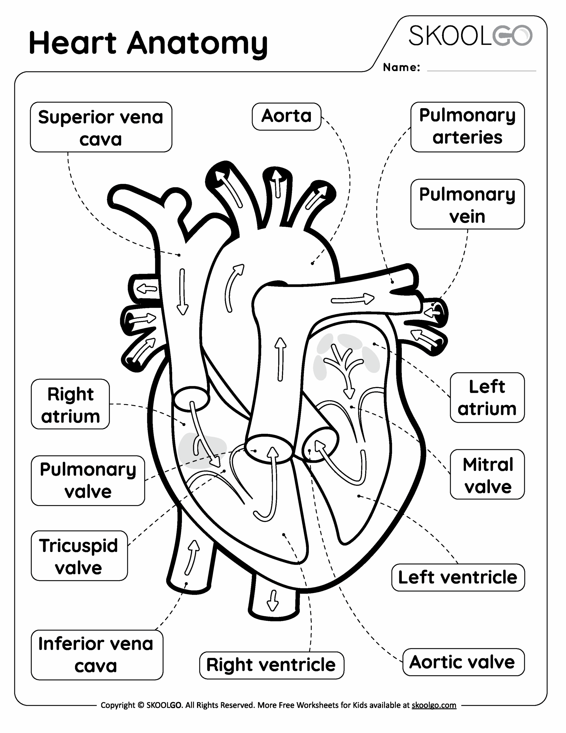 free printable anatomy worksheets pdf