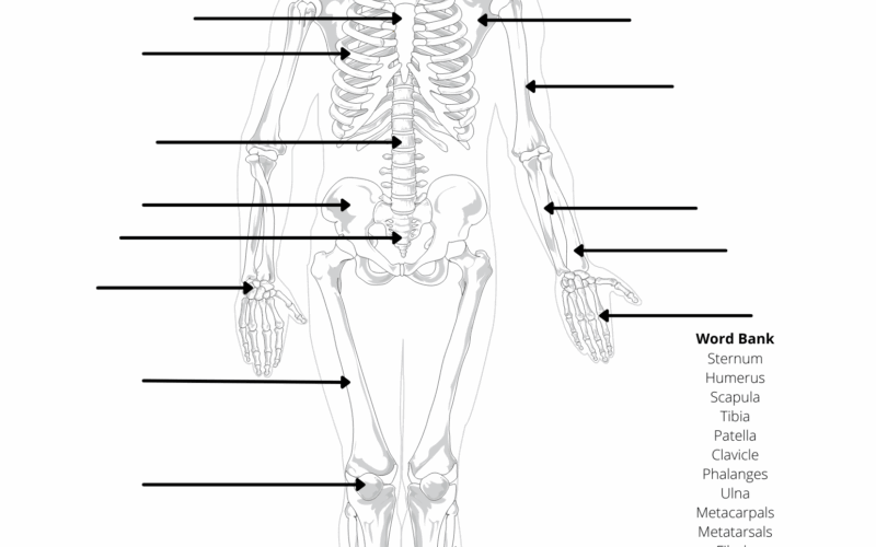 Human Anatomy Worksheets And Study Guides