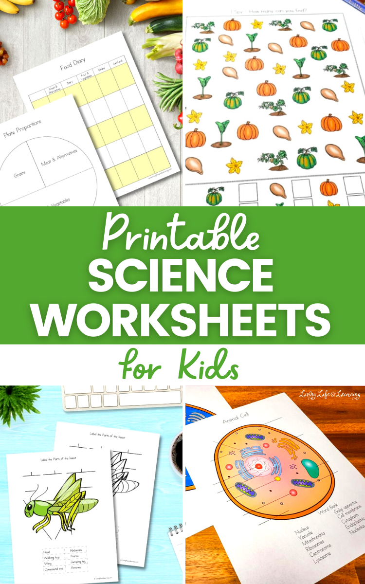 printable science worksheets